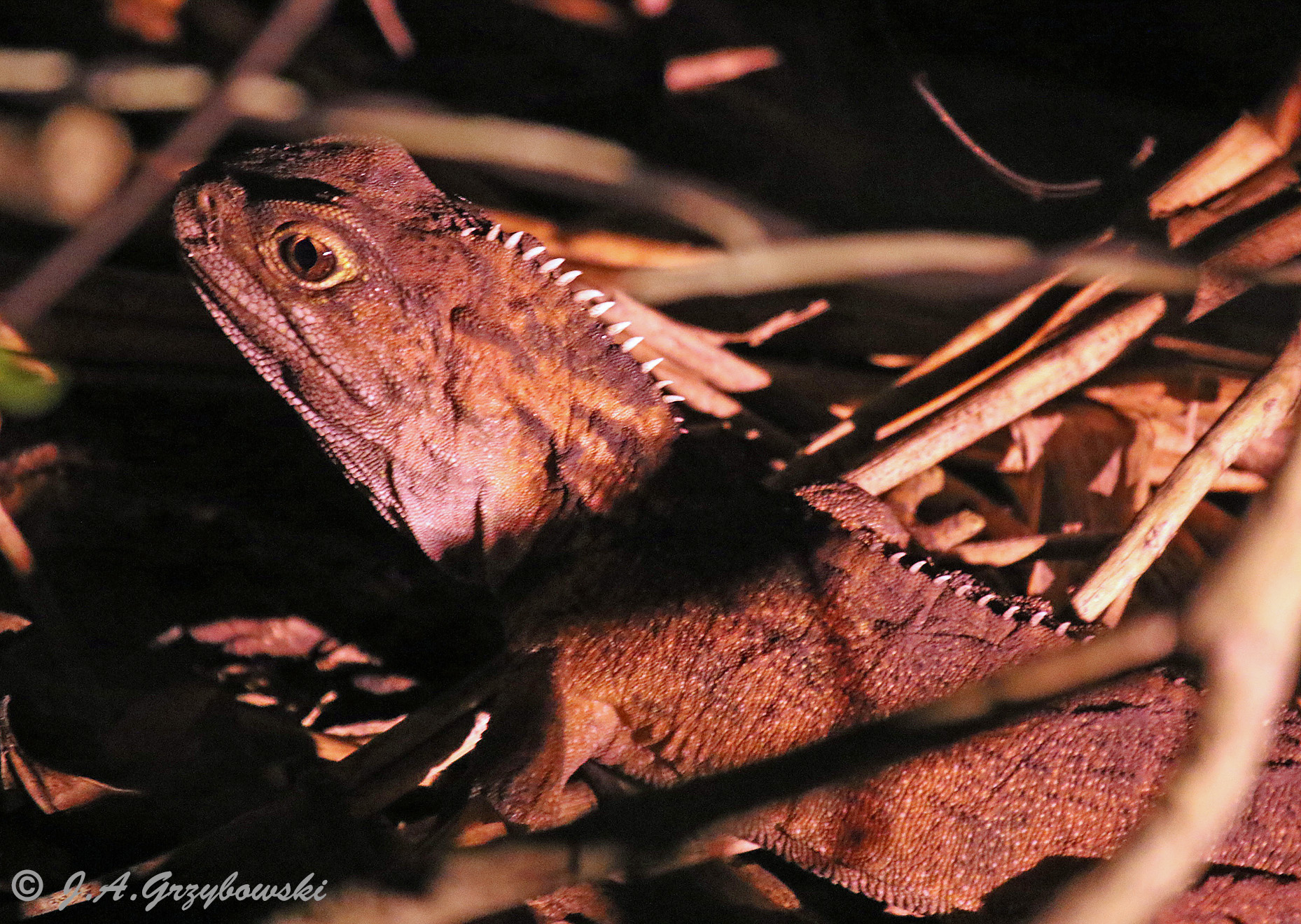 Northern Tuatara (Sphenodon punctatus punctatus)