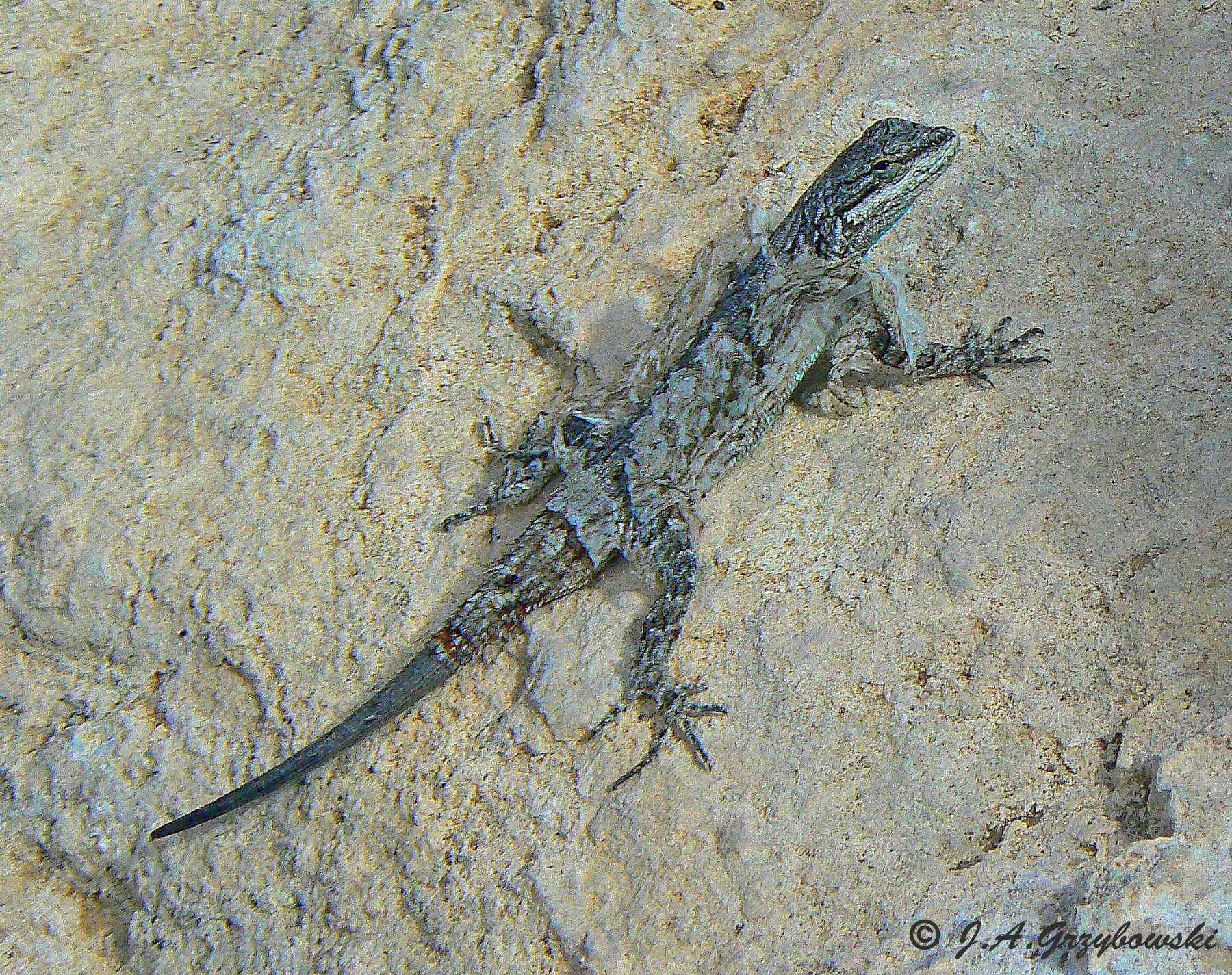 Big Bend Tree Lizard (Urosaurus ornatus schmidti)
