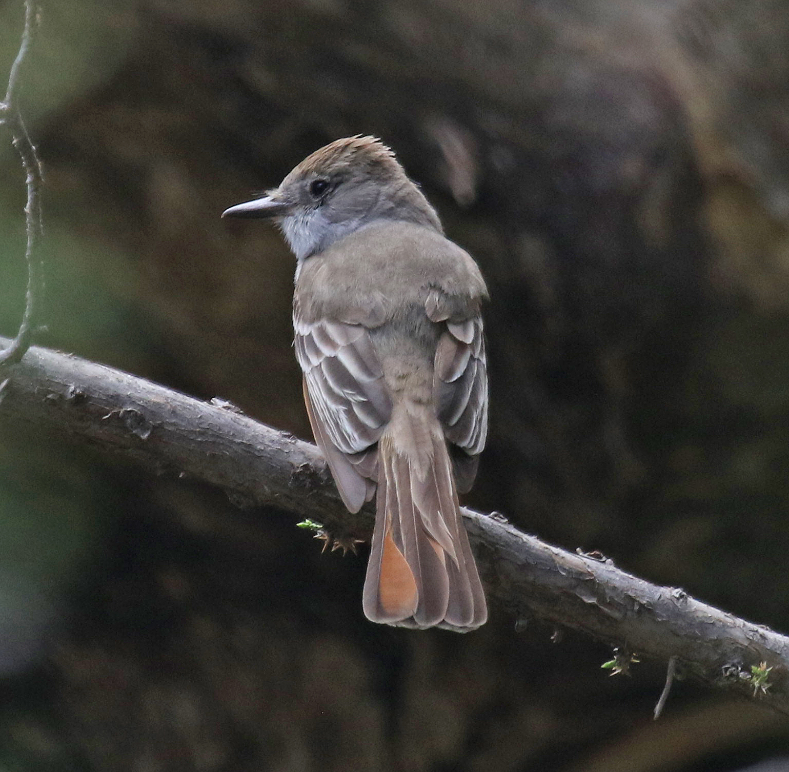 Ash-throated Flycatcher