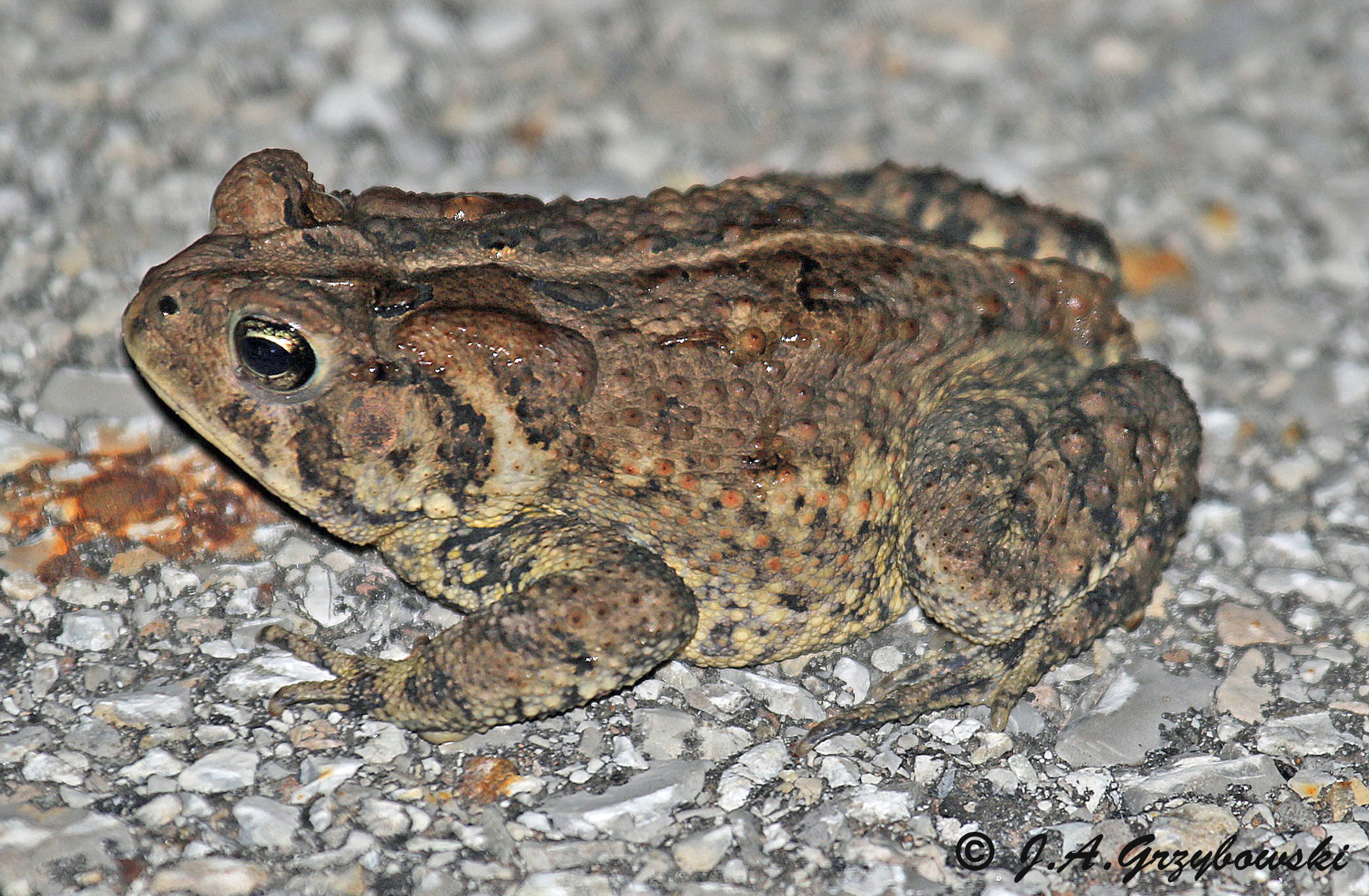 Dwarf American Toad (Anaxyrus americanus charlesmithi)