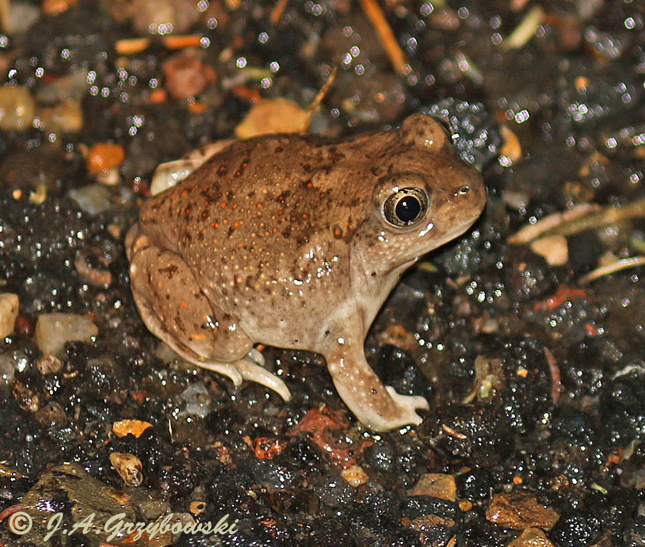 Chihuahuan Desert Spadefoot (Spea multiplicata)