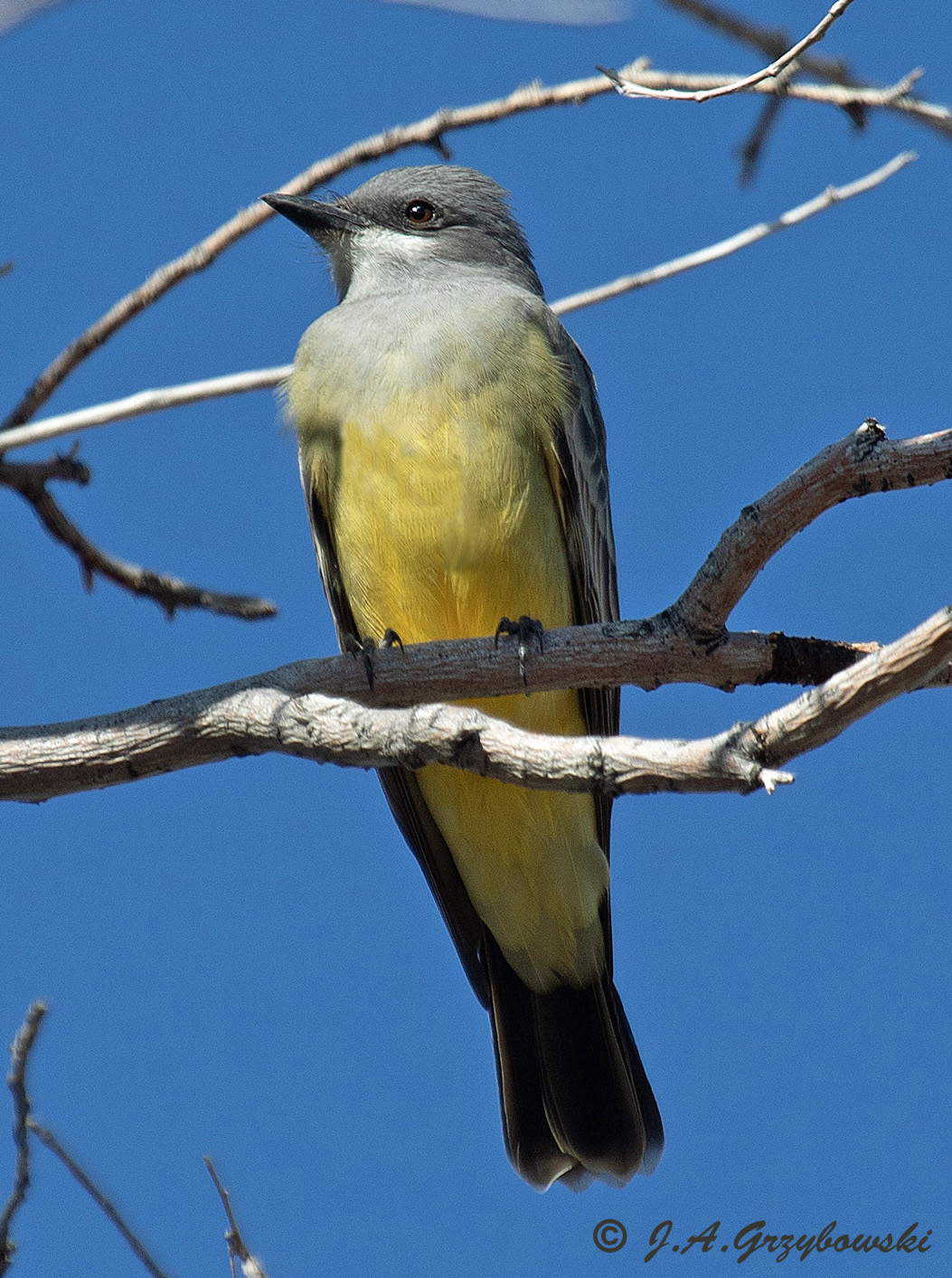 Cassins Kingbird