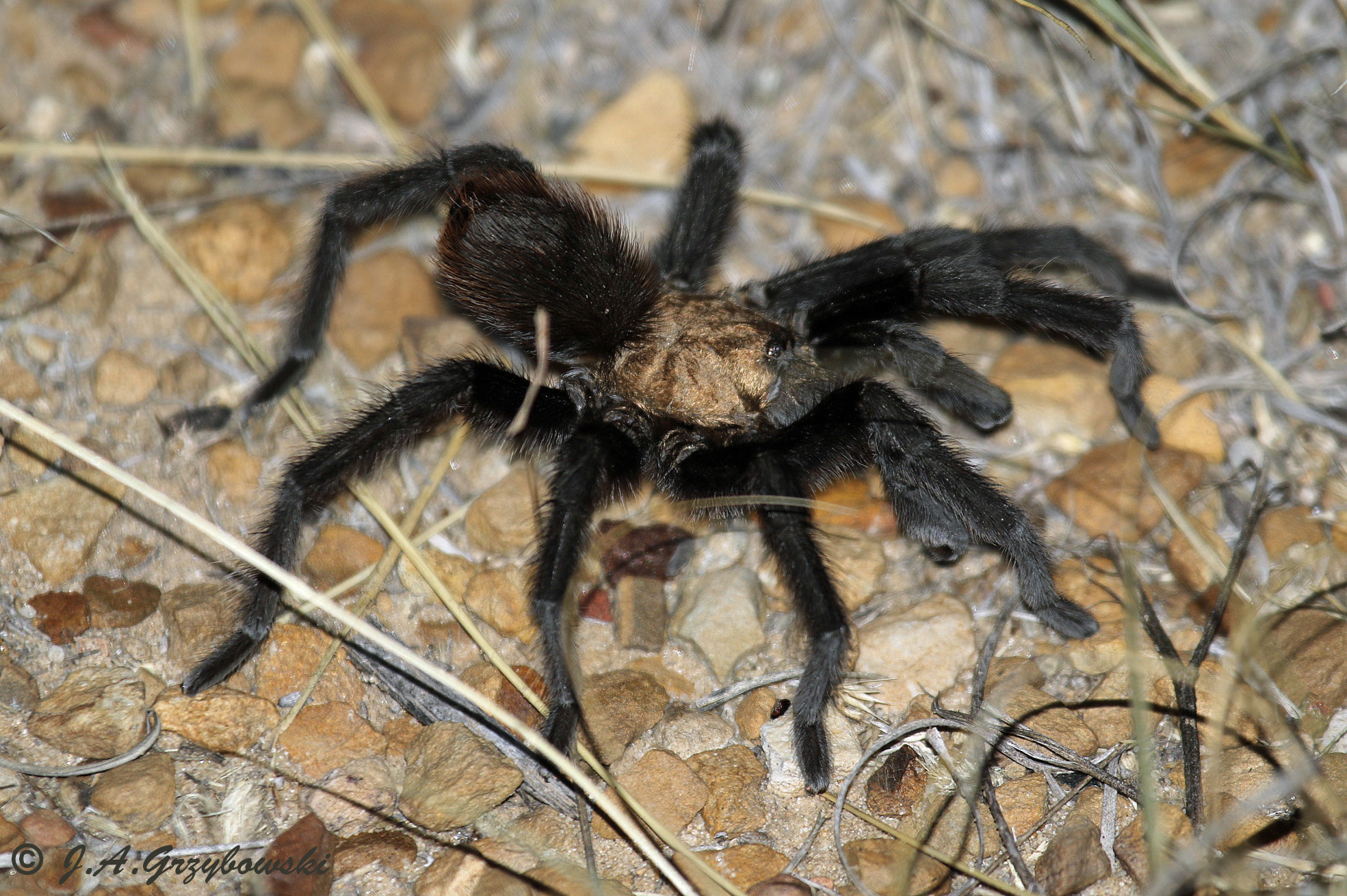 [Oklahoma Brown] Tarantula (Aphonopelma hentzi)
