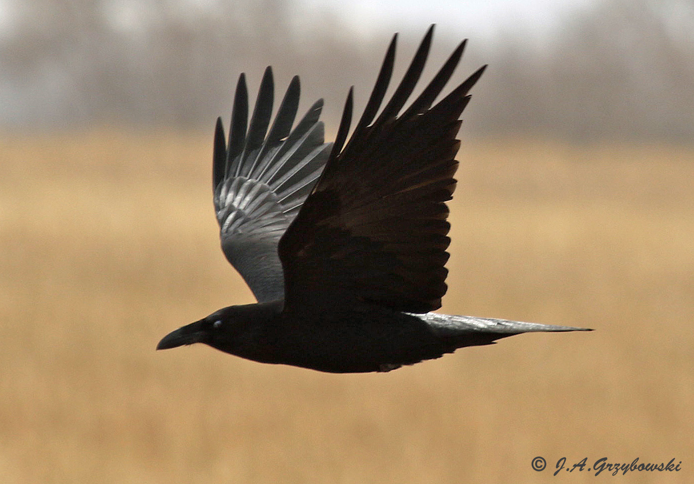 Chihuahuan Raven