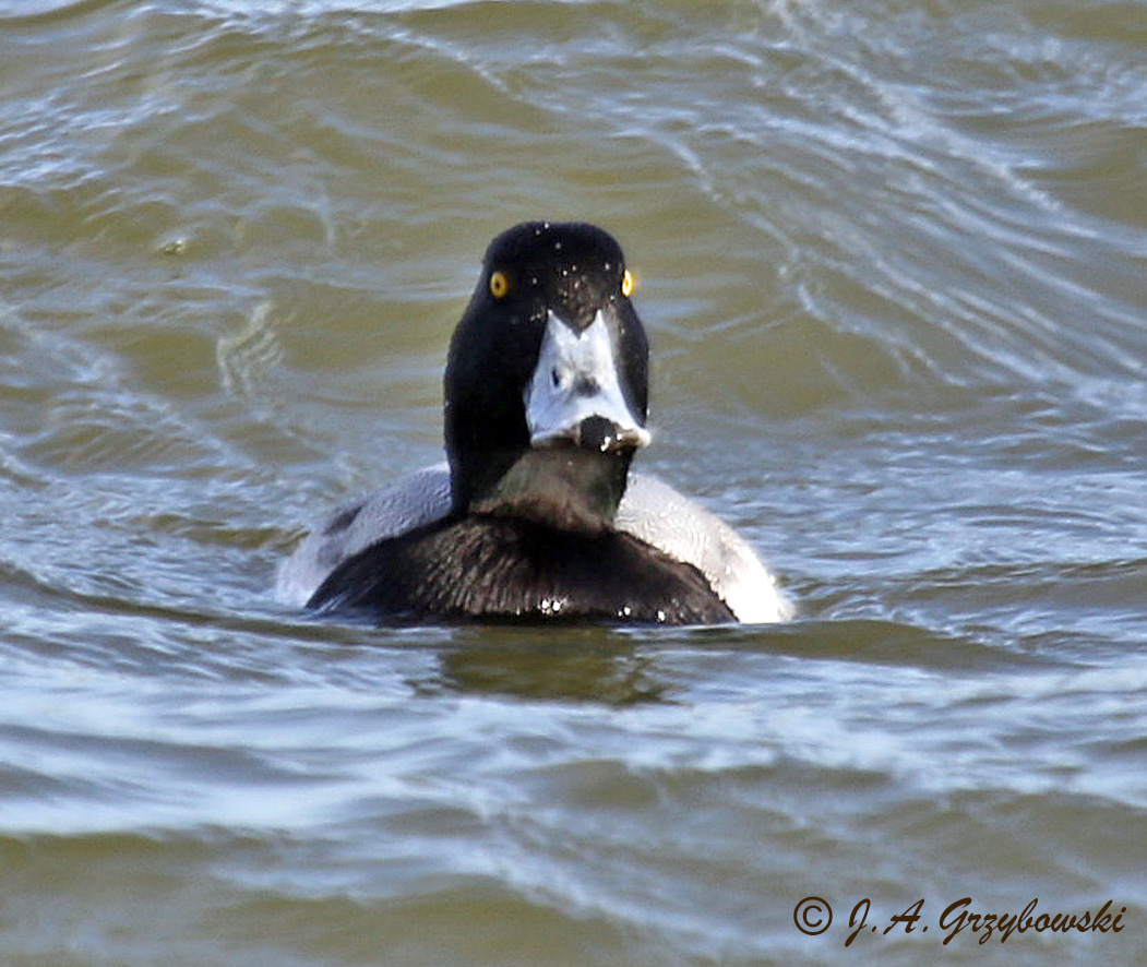 Greater Scaup