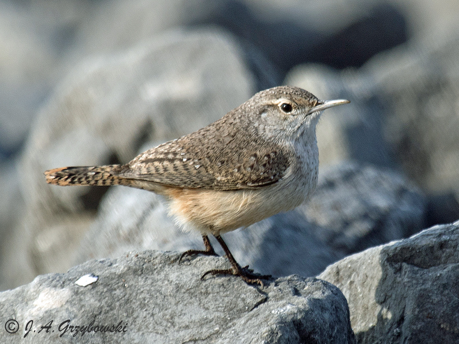Rock Wren