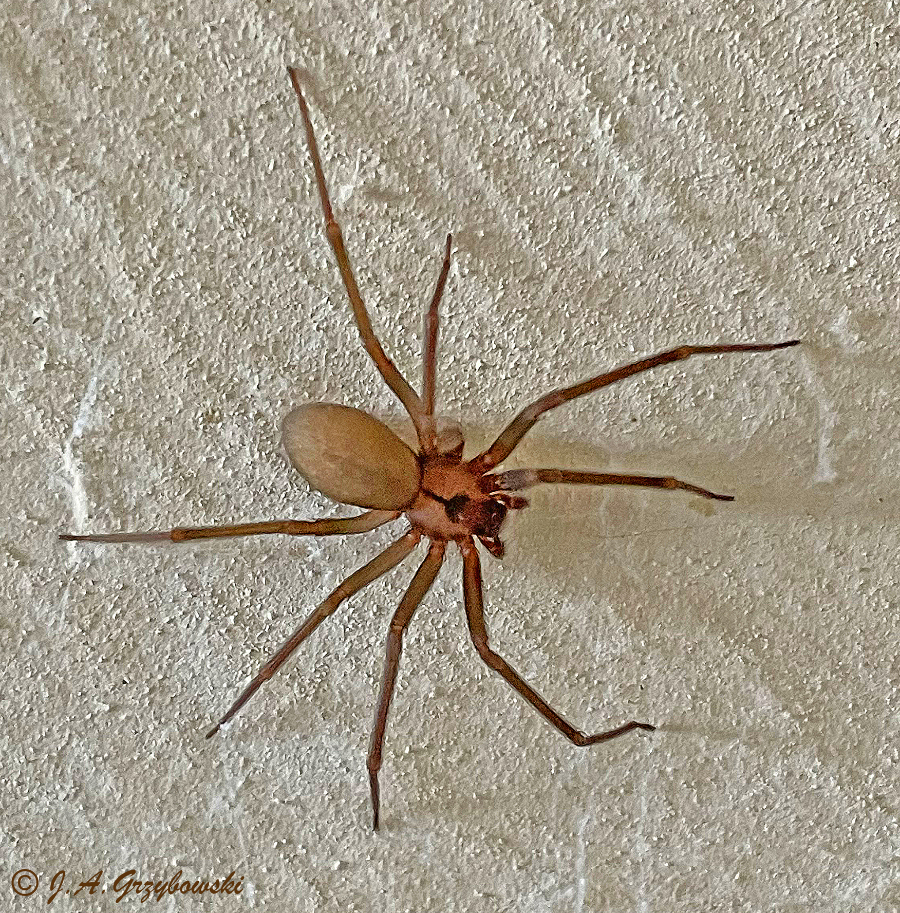 Brown Recluse (Loxosceles reclusa)