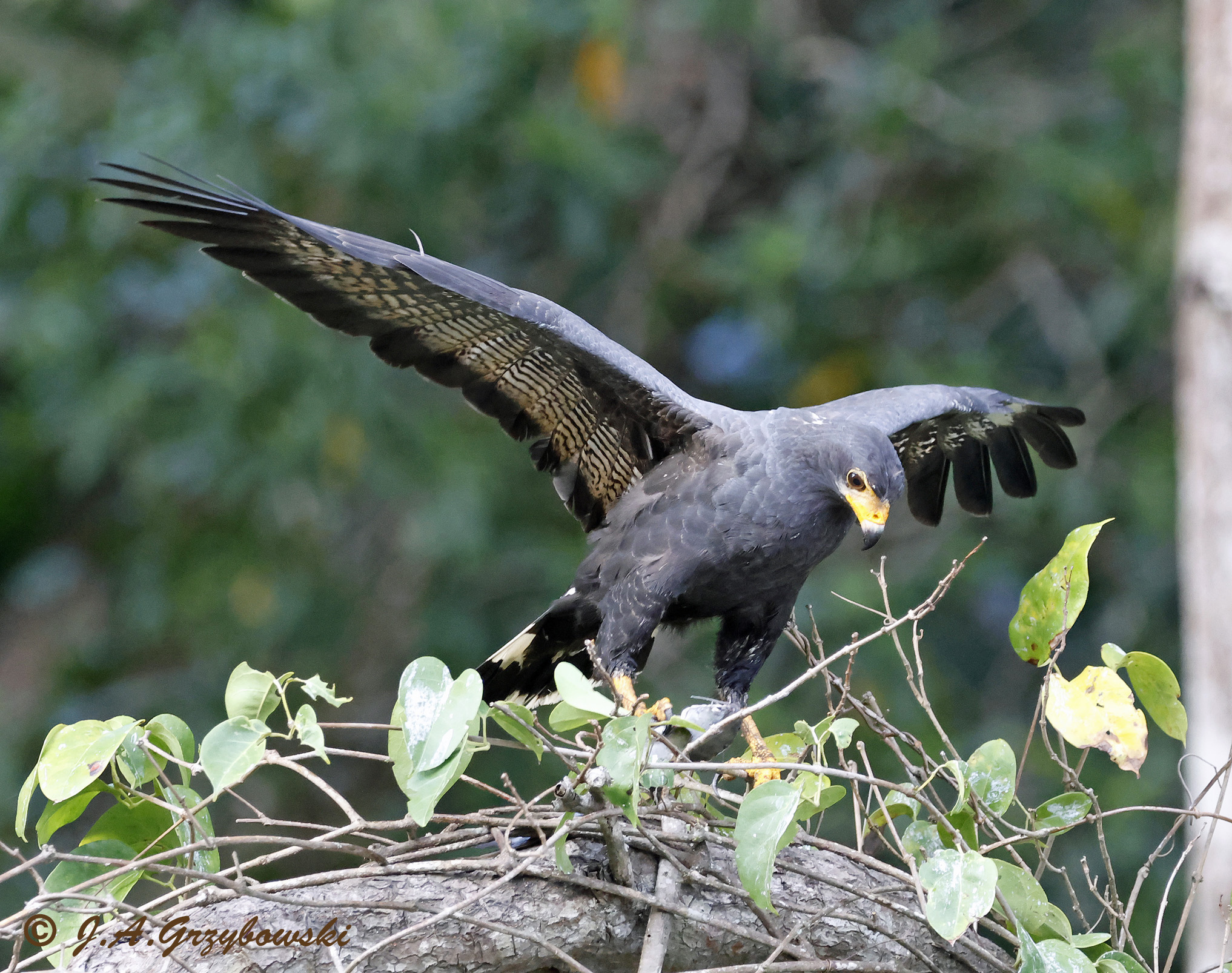 Common Black Hawk