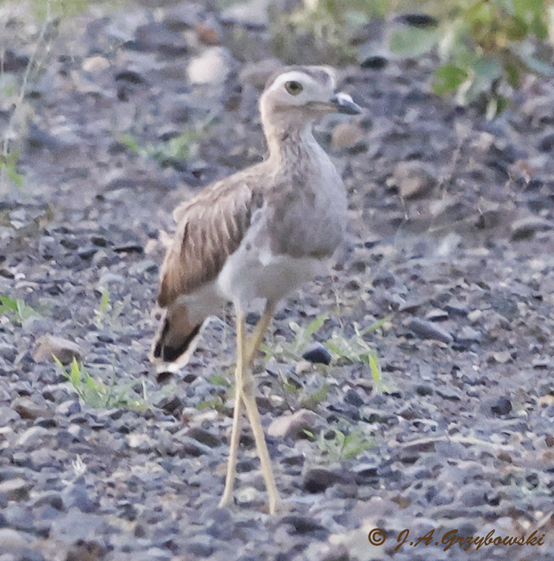 Double-striped Thick-knee