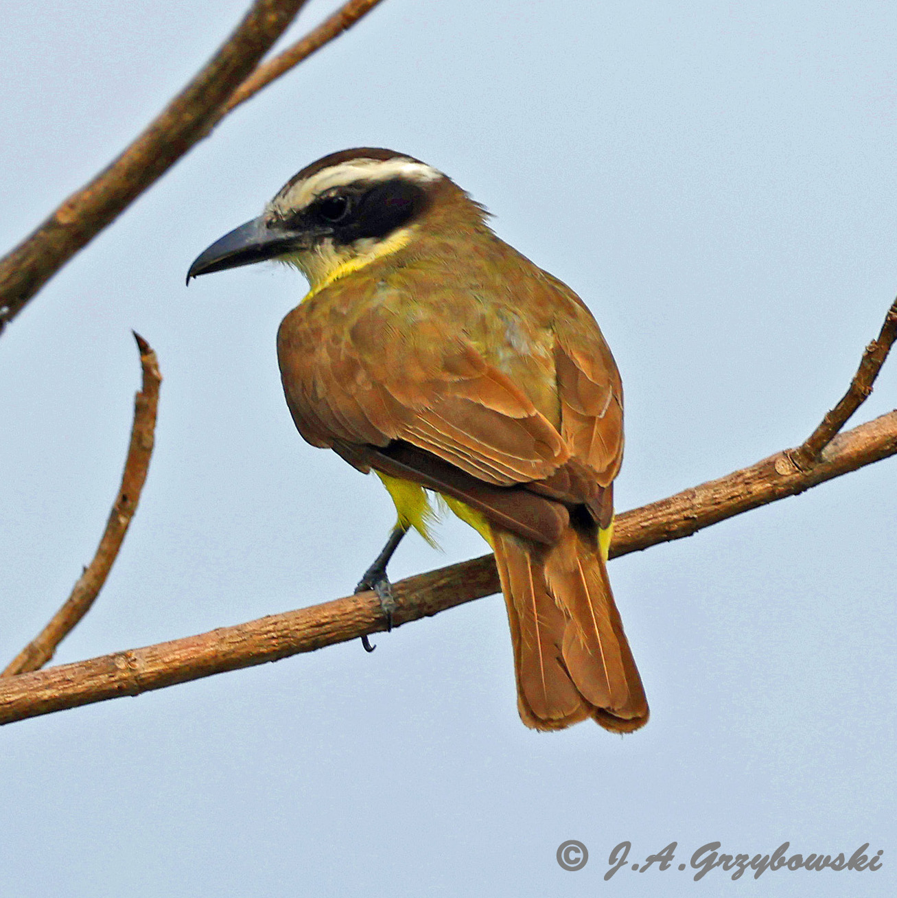 Boat-billed Flycatcher
