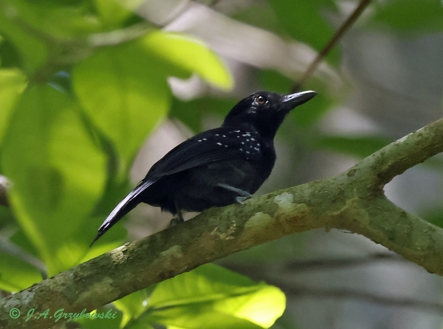 Black-hooded Antshrike