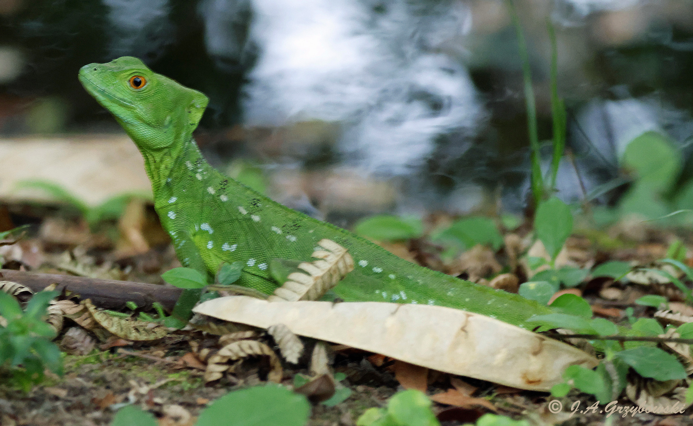 Emerald Basilisk (Basiliskus plumifrons)