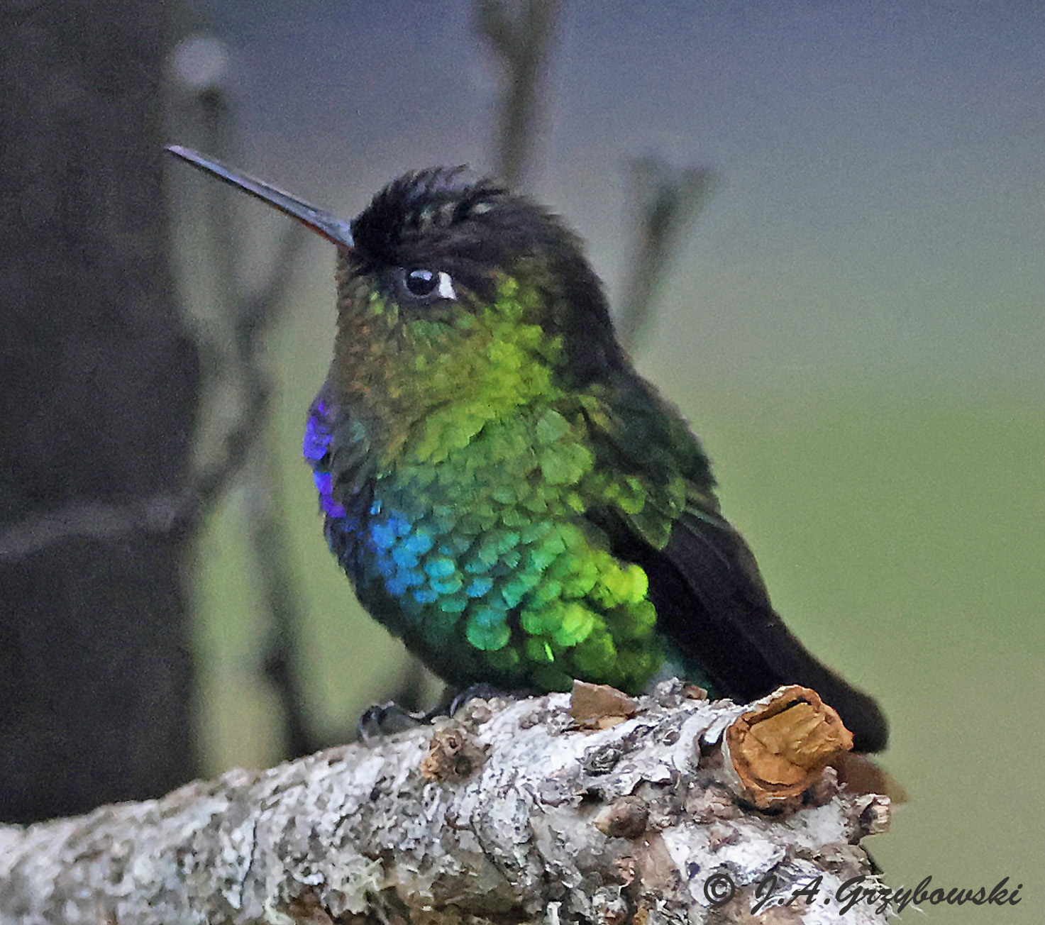 Fiery-throated Hummingbird