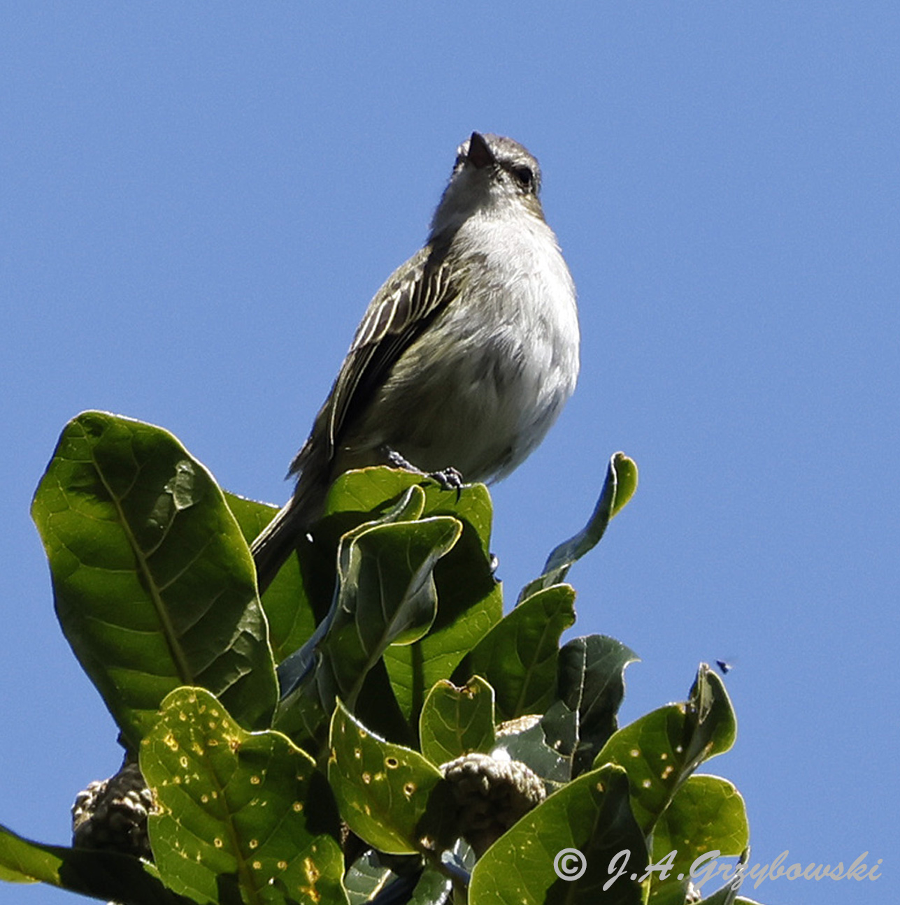 Mistletoe Tyrannulet