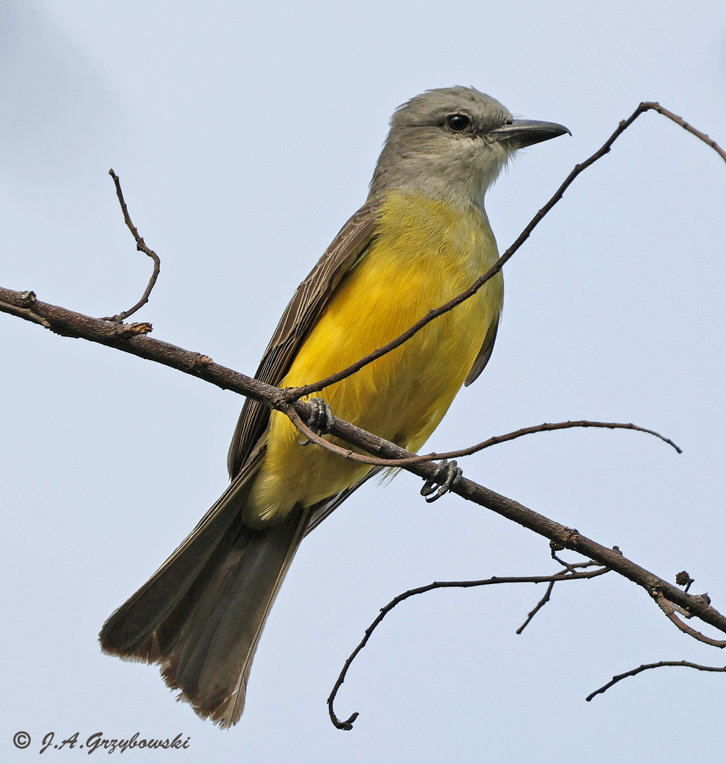 Tropical Kingbird