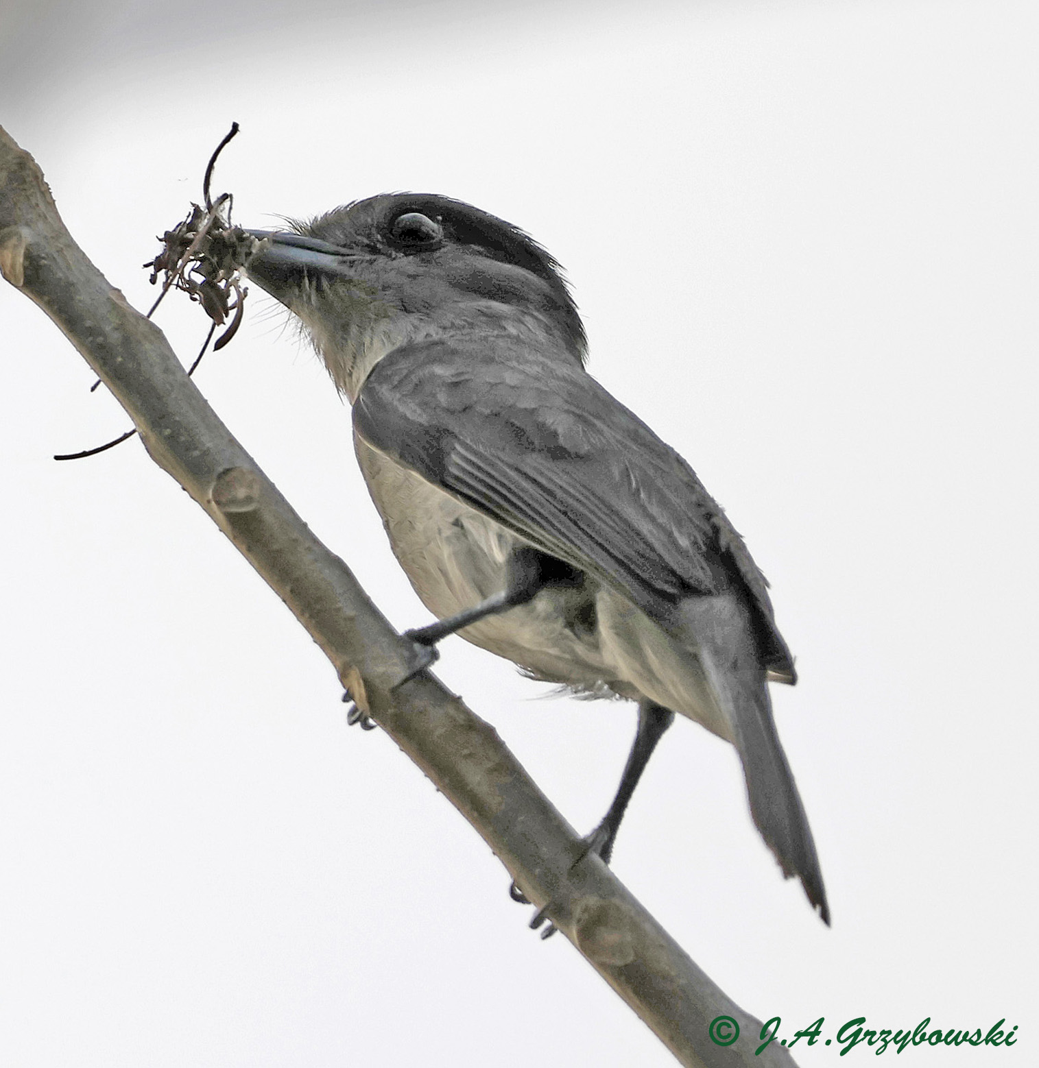 Rose-throated Becard