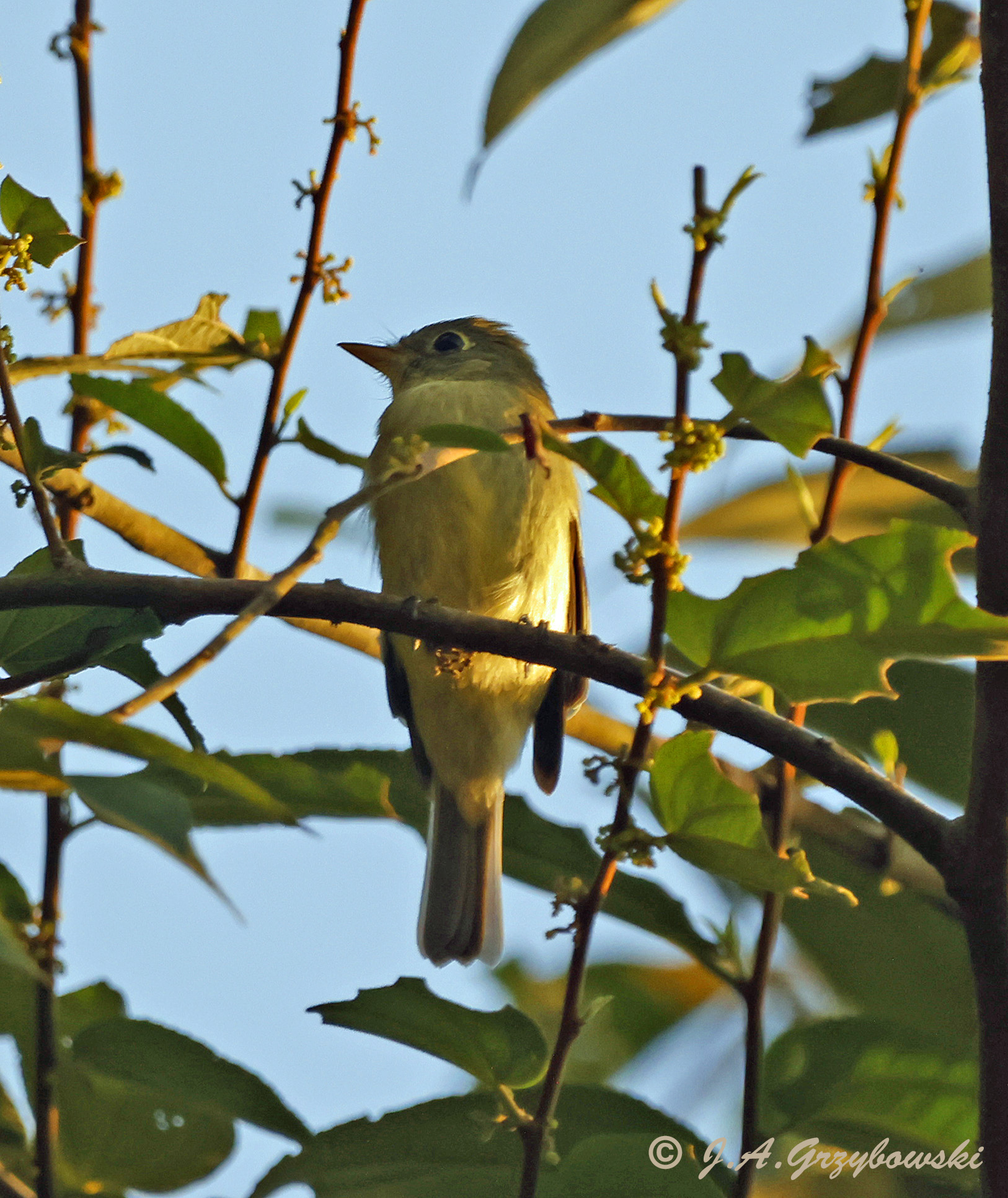 Yellow-bellied Flycatcher