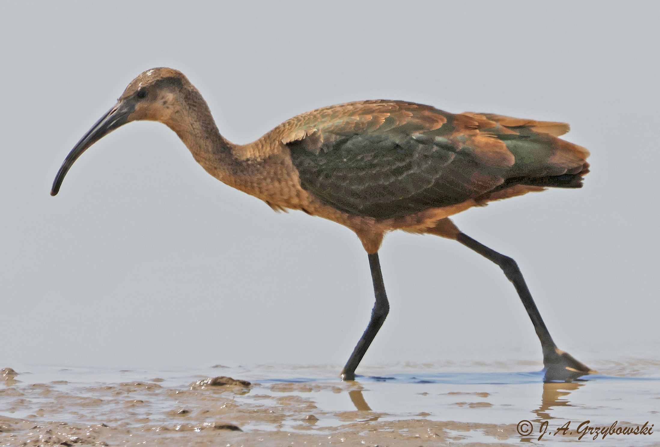 White-faced Ibis (young of year)