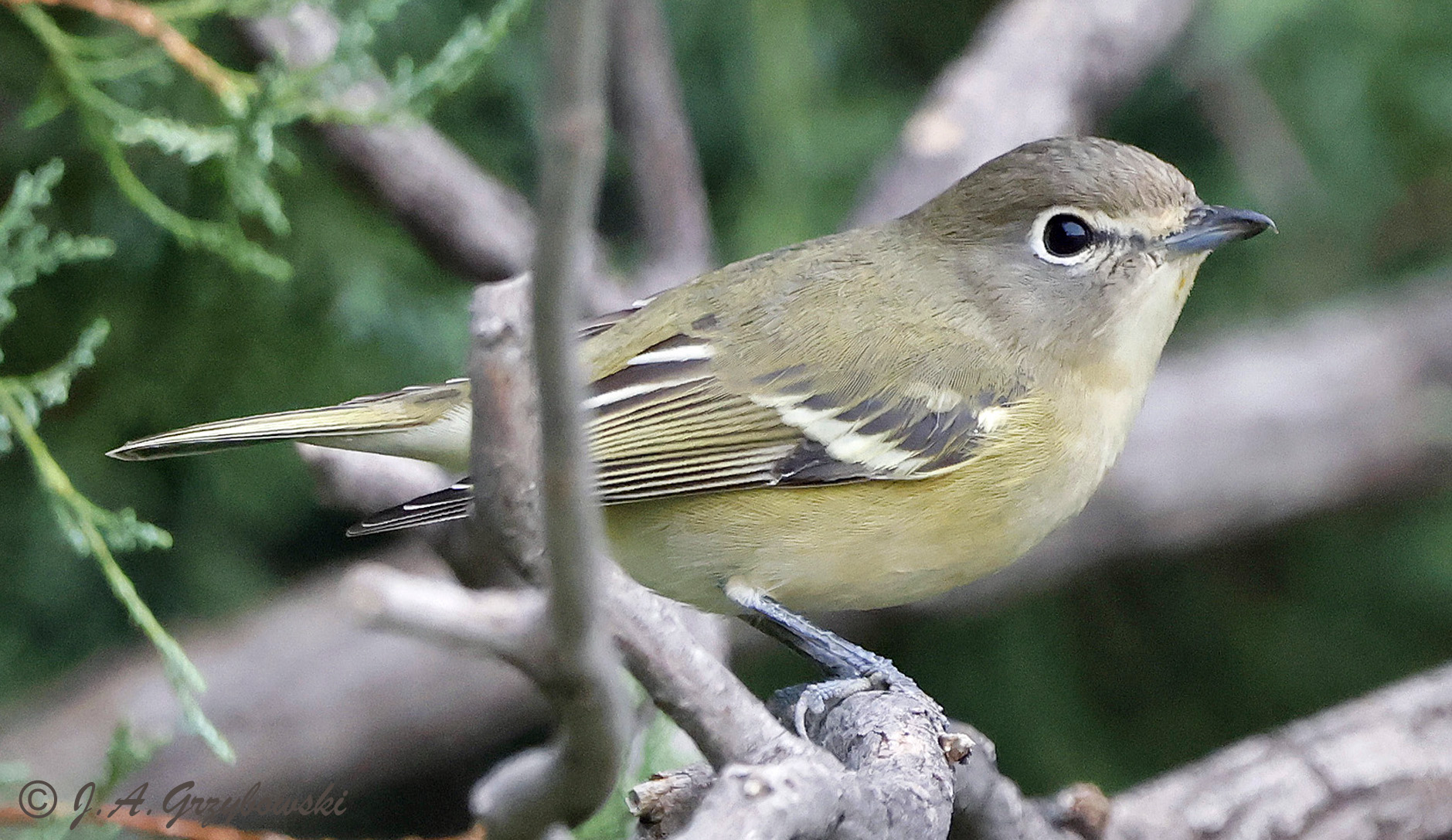 Cassins Vireo