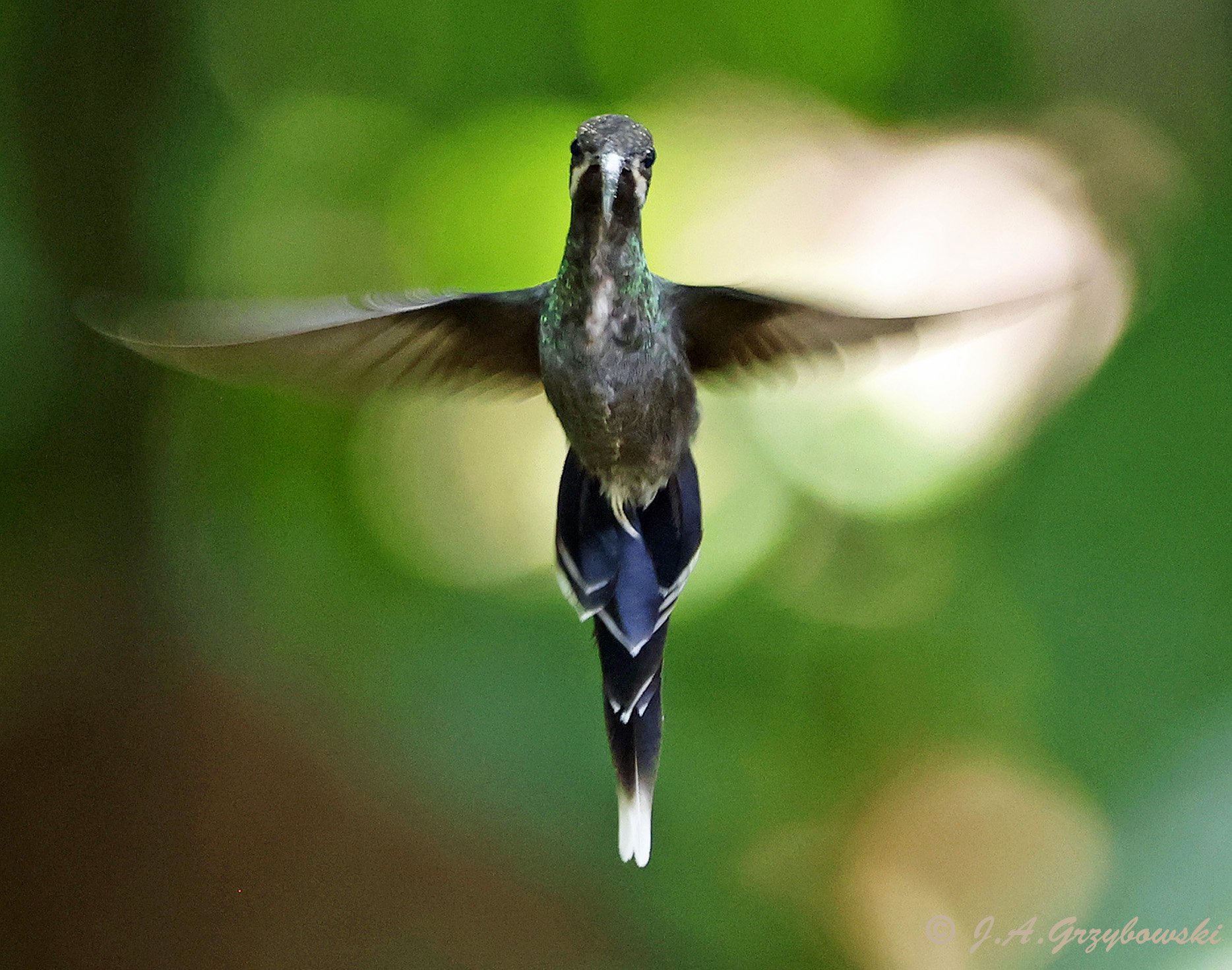 White-whiskered Hermit