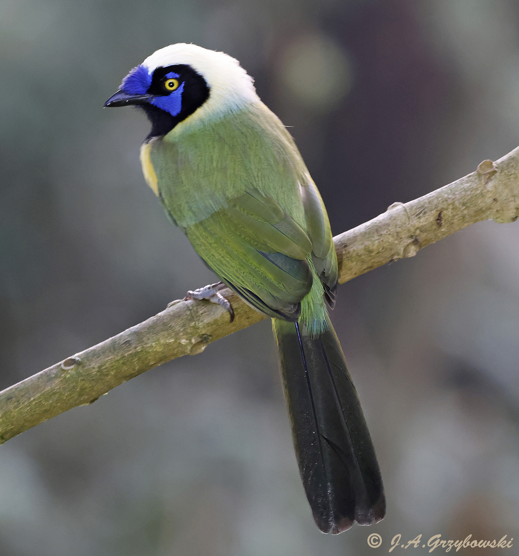 Green (Inca) Jay