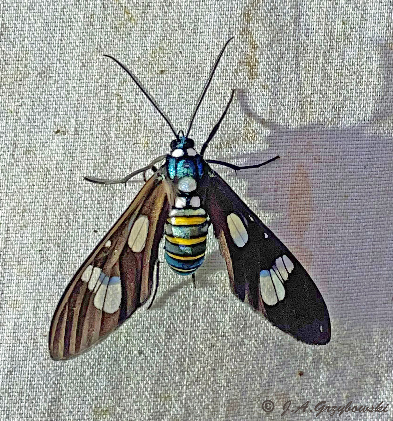 moth