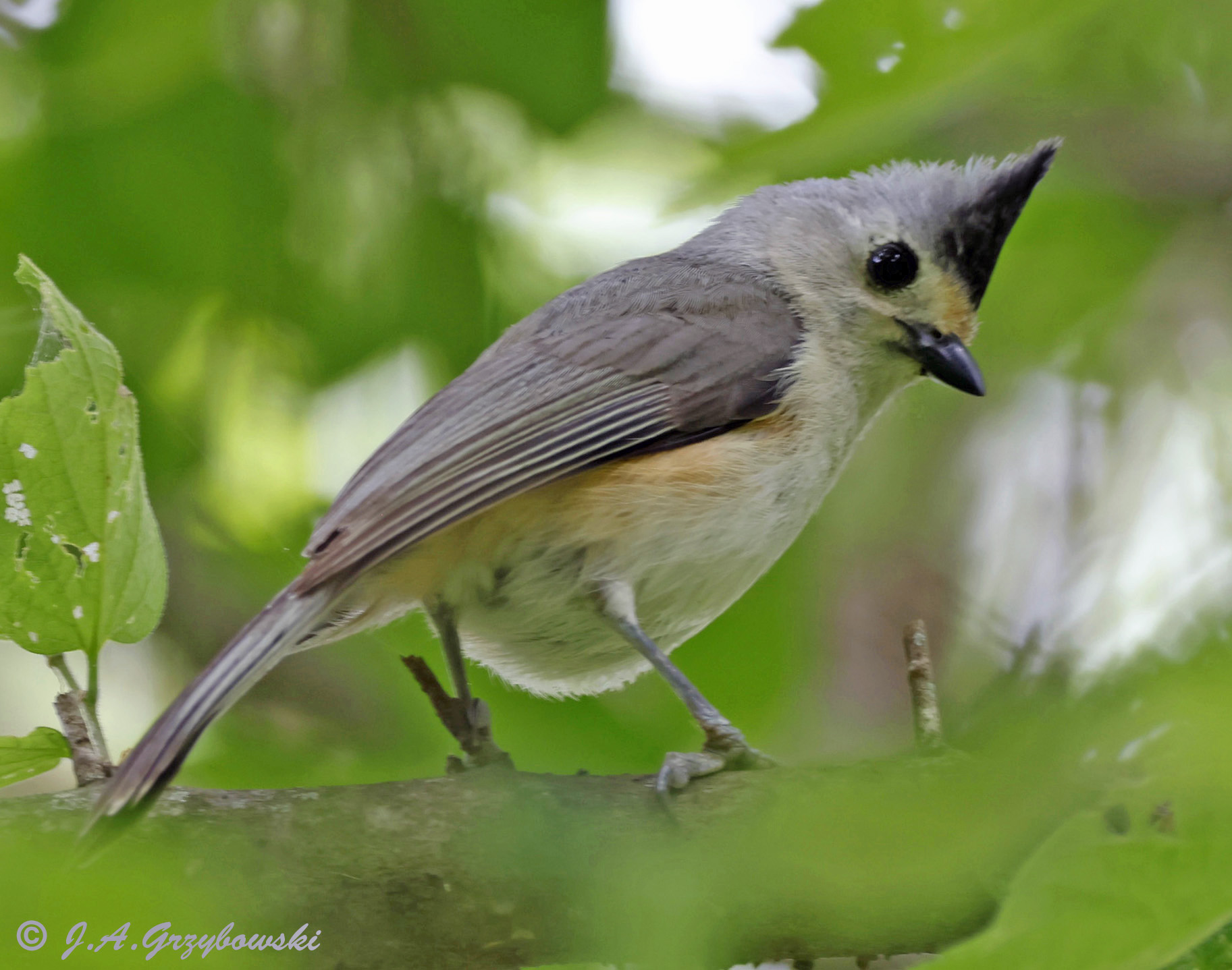 Black-crested x Tufted Titmouse