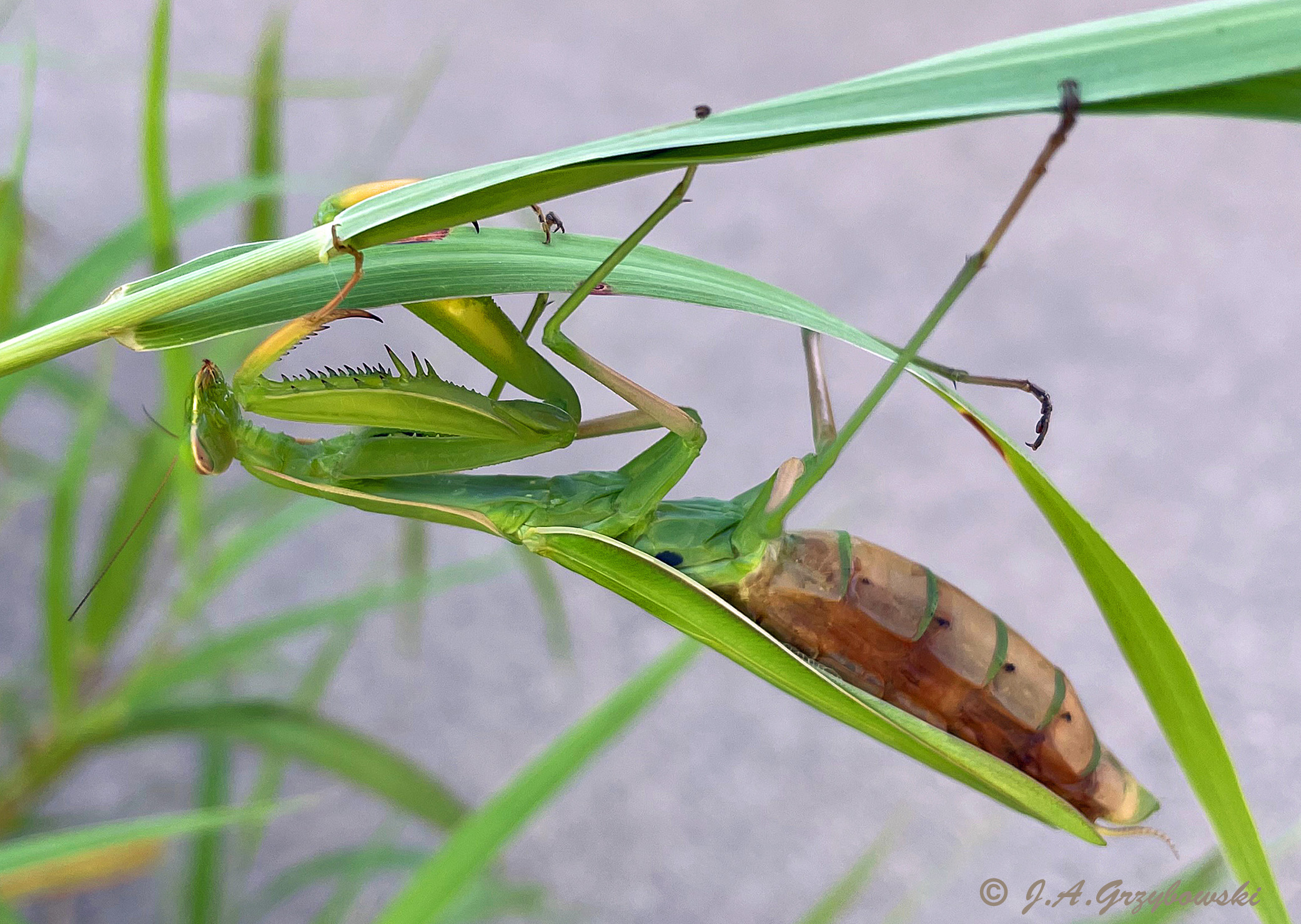 Praying Mantis