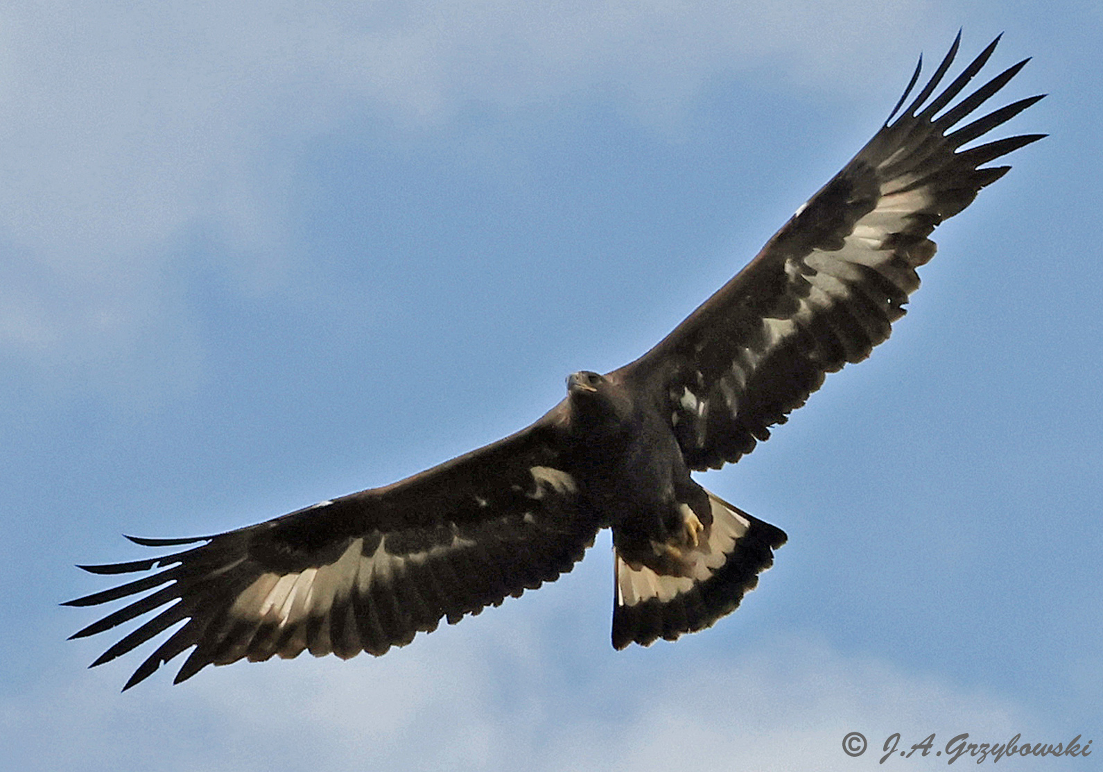 Golden Eagle