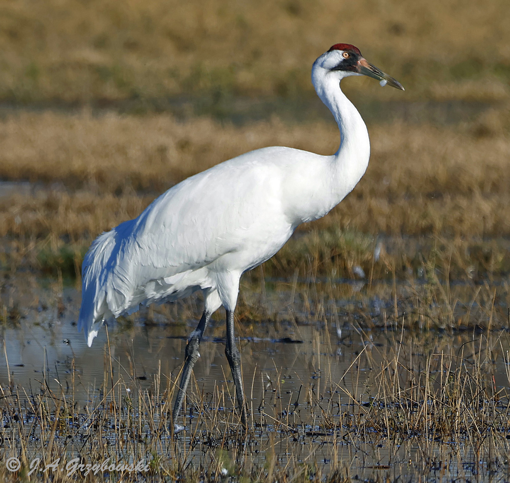 Whooping Crane