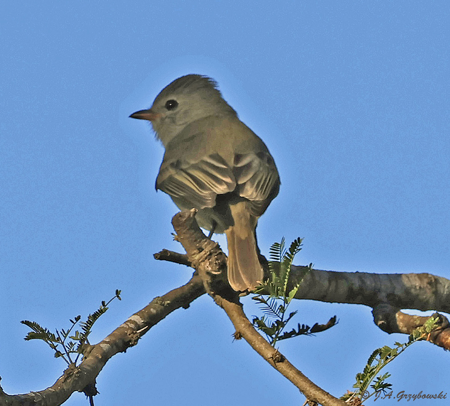 Northern Beardless Tyrannulet