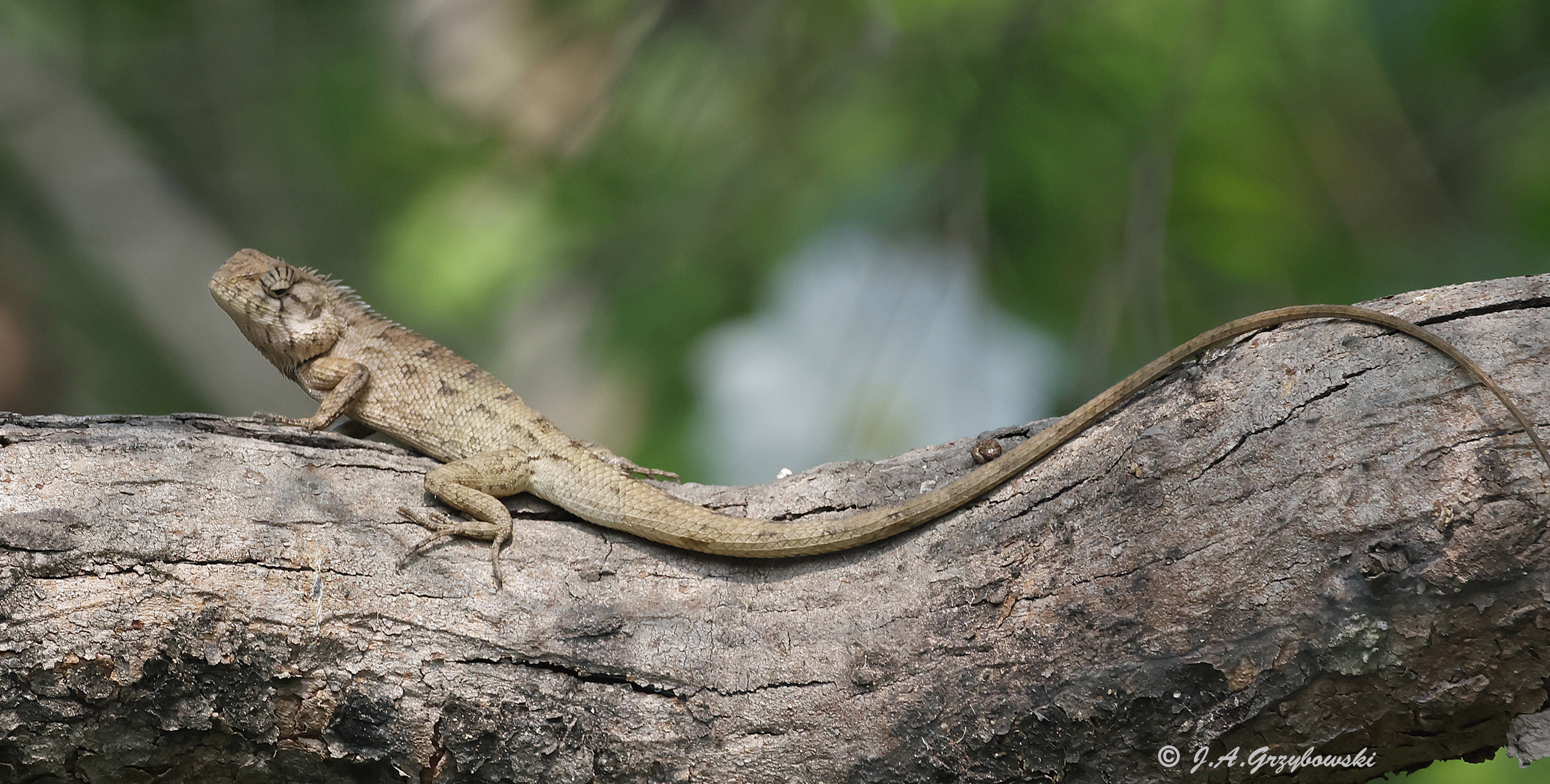 Changable Crested Lizard (Calotes versicolor)