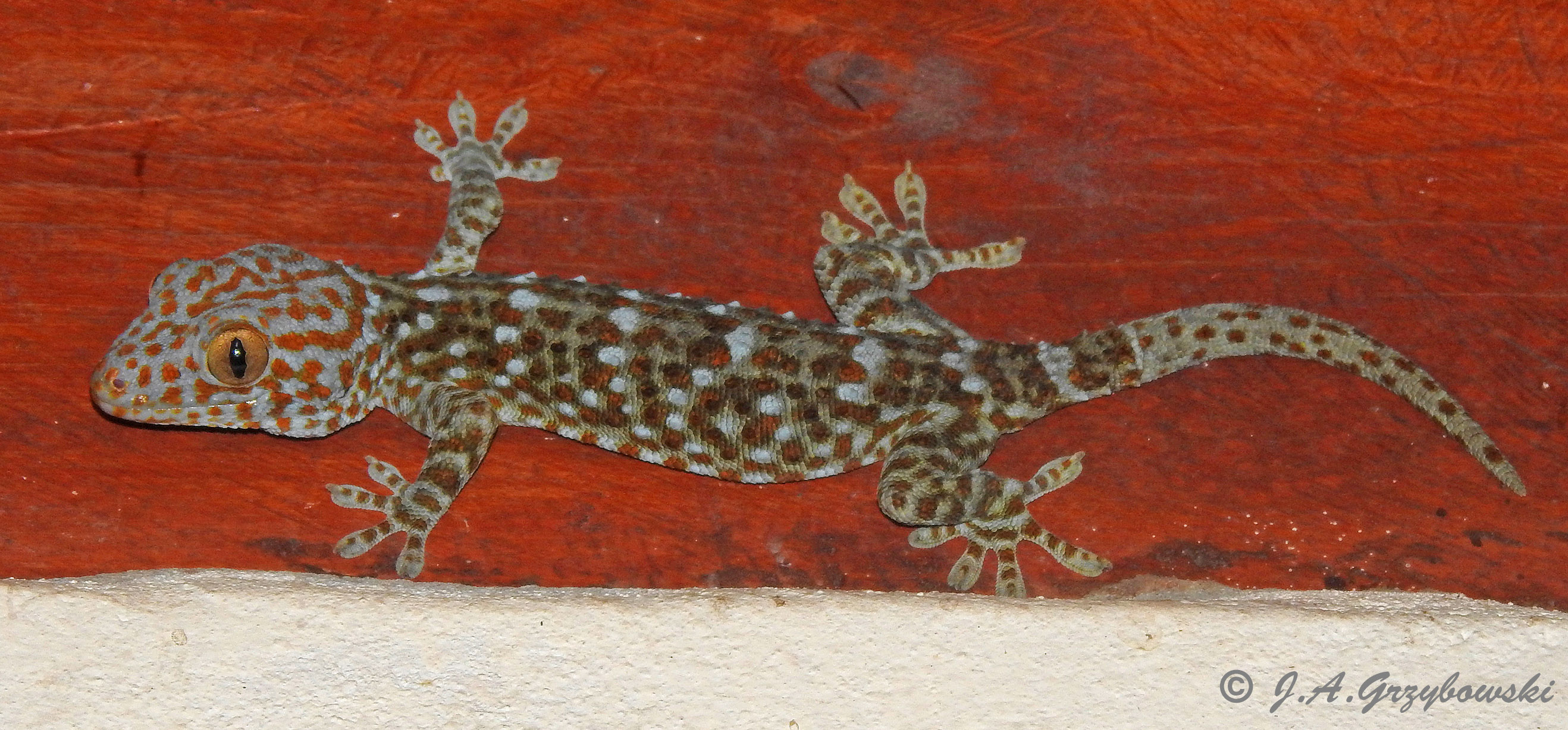 Tockay Gecko (Gekko gekko)