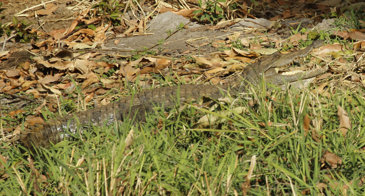 West African Crocodile (Crocodylus suchus) Gambia - Abuko Nature Reserve