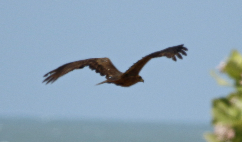 Tawny Eagle (Aquila rapax belisarius) Gambia - Kartong 