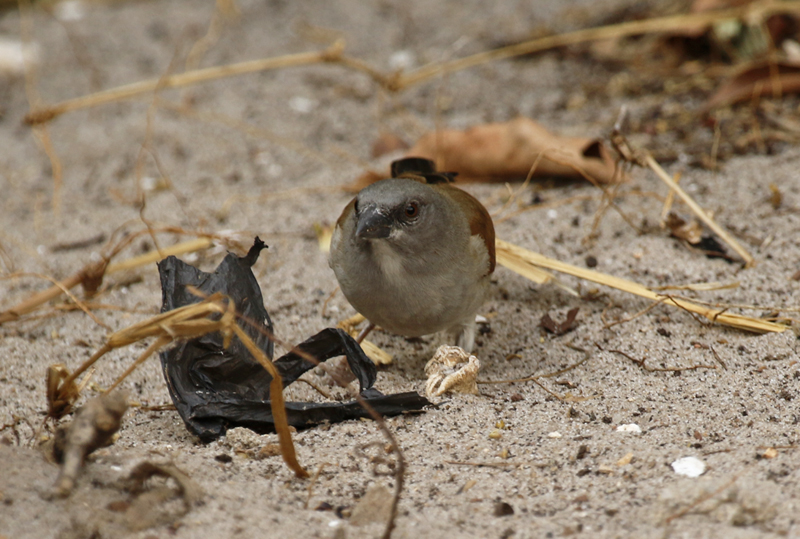 Northern Grey-headed Sparrow (Passer griseus) Gambia - Kotu Bridge
