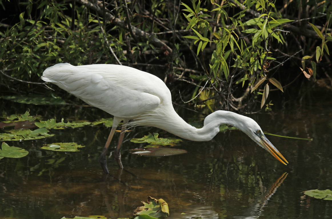 Great Blue Heron ssp occidentalis (Ardea herodias occidentalis) Florida - Everglades NP