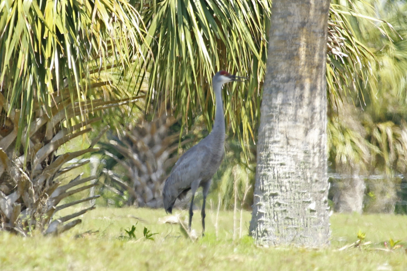 Sandhill Crane (Antigone canadensis) Florida - Seminole