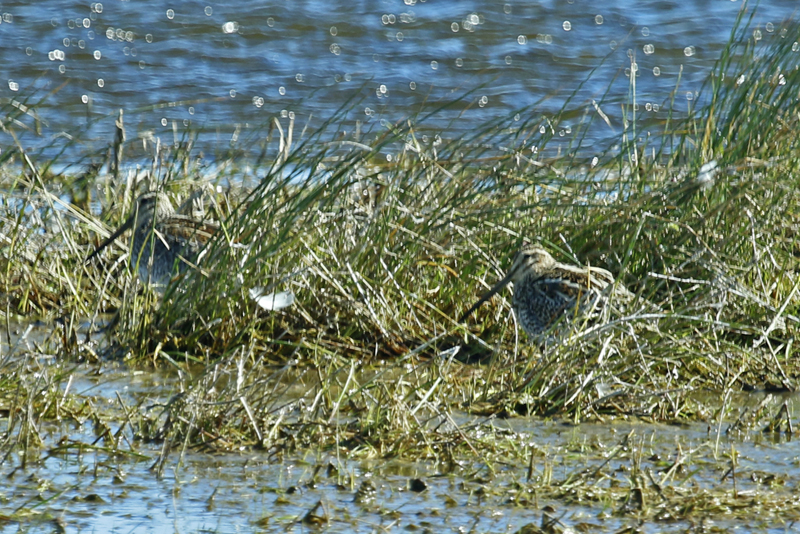 Magellanic Snipe (Gallinago magellanica) Chile - Patagonia 