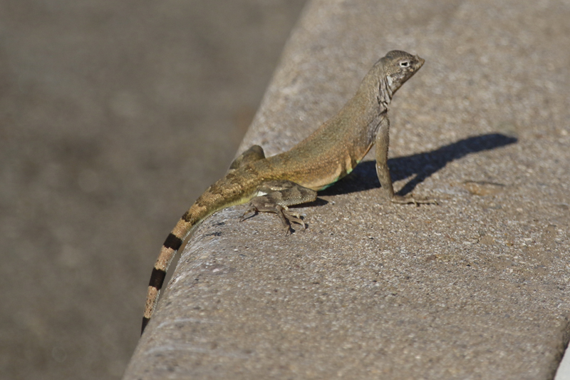 Zebra-tailed Lizard (Callisaurus draconoides) Arizona - Saguaro National Park West