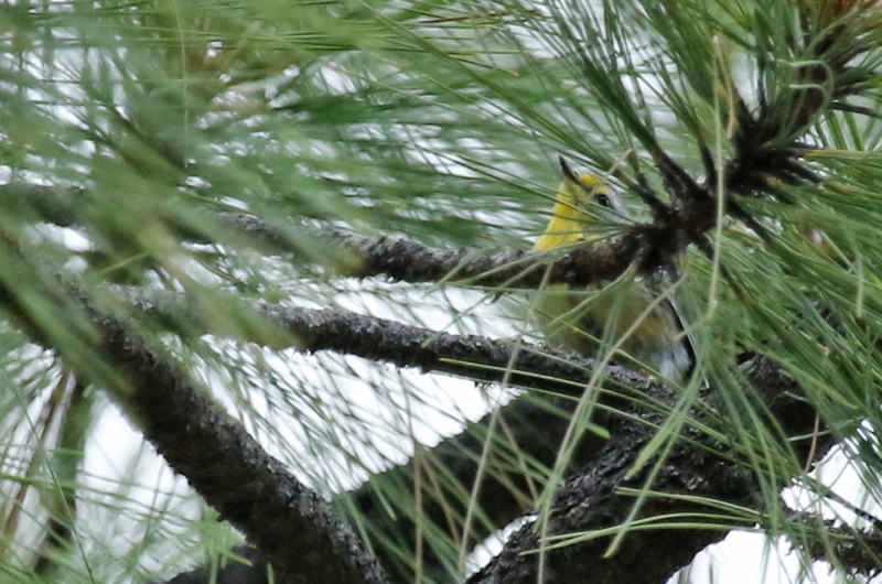 Grace's Warbler (Setophaga graciae) Arizona - Mount Lemmon