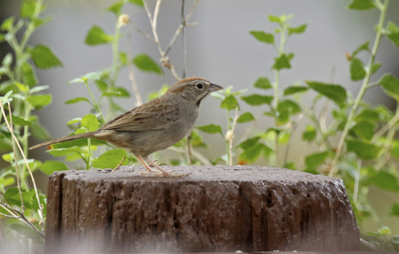 Rufous-crowned Sparrow (Aimophila ruficeps ) Arizona - Madera Canyon, Santa Rita Lodge