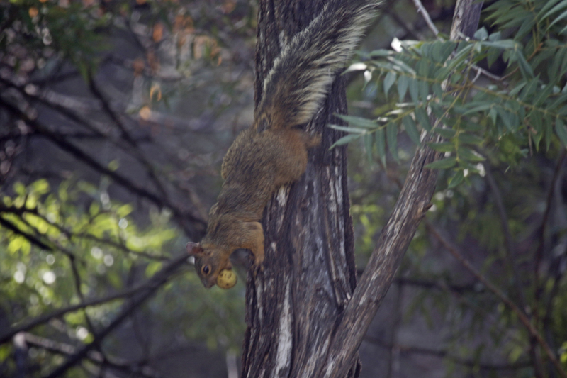 Mexican Fox Squirrel (Sciurus nayaritensis) Chiricahua Mountains, Southwestern Research Station