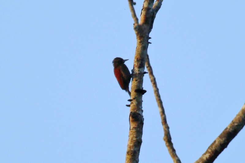 Blood-colored Woodpecker (Veniliornis sanguineus) Suriname - Commewijne, Peperpot Nature Reserve