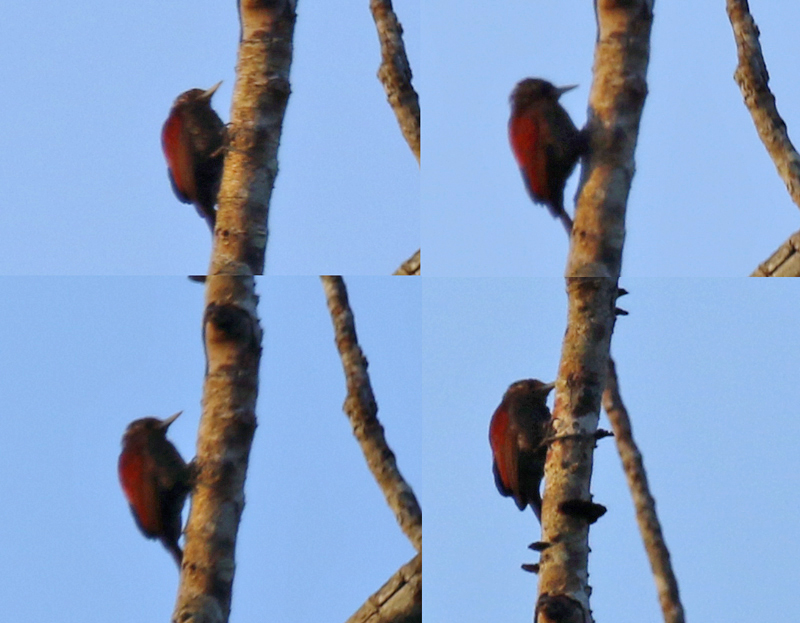 Blood-colored Woodpecker (Veniliornis sanguineus) 
