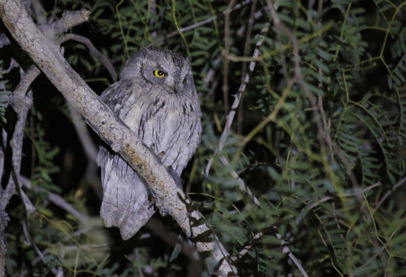 Pallid Scops Owl (Otus brucei)