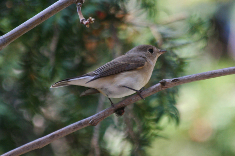 Red-breasted Flycatcher (Ficedula parva) Turkey - Istanbul