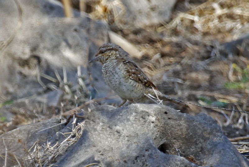 Eurasian Wryneck (Jynx torquilla) Oman - Dhofar - Tawi Atayr