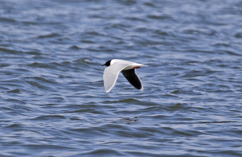 Little Gull (Hydrocoloeus minutus) Gouwzee - Noord-Holland - Netherlands 