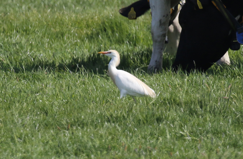 Cattle Egret (Bubulcus ibis) Waterland - Noord Holland - Netherlands 